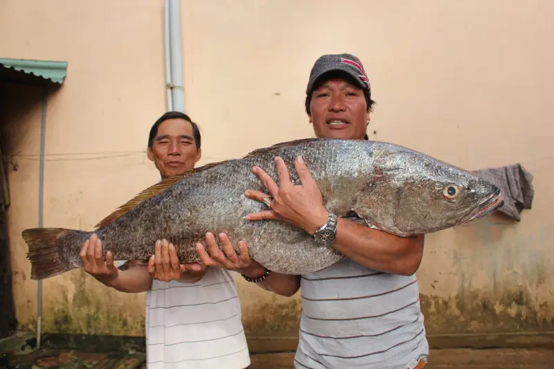 Mơ thấy cá