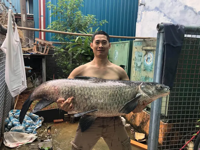 Mơ thấy cá