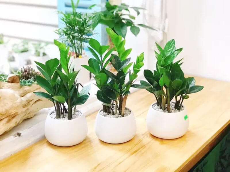 Những vật phẩm phong thủy