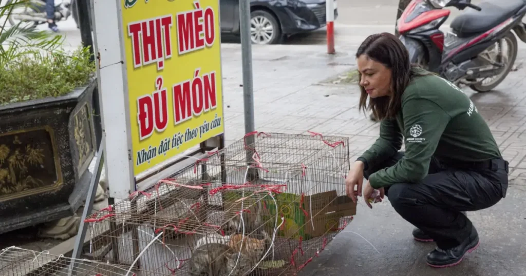 Ăn thịt mèo có xui không – Cách giải xui khi ăn thịt mèo