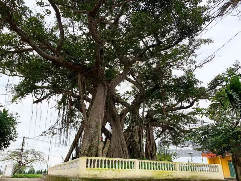Mơ thấy cây cổ thụ xanh tốt