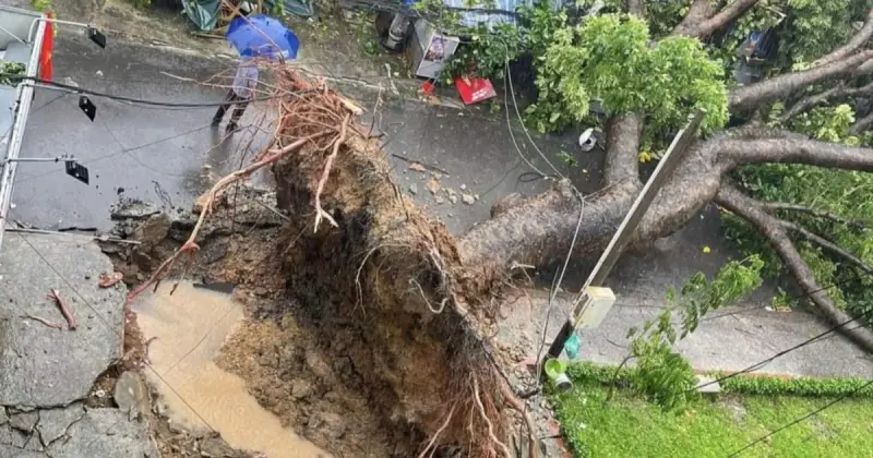 Mơ thấy cây cổ thụ bị ngã, lật gốc