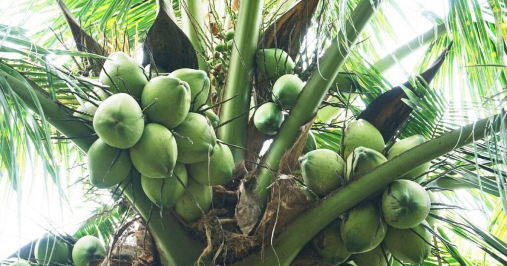 Mơ thấy cây dừa đánh con gì bao trúng đậm?