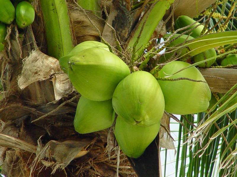 Mơ thấy cây dừa