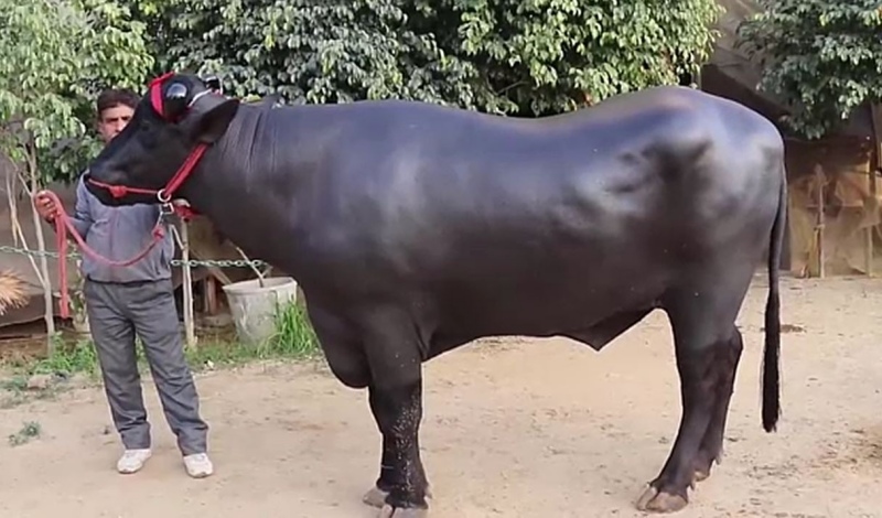 Ngủ mơ thấy con bò rượt mình