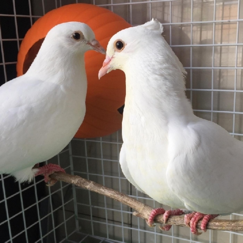 Nằm mơ thấy chim bồ câu đánh con gì? Ăn chim bồ câu là điềm gì?
