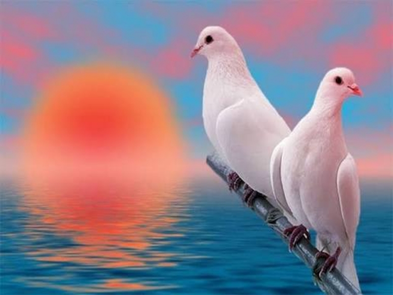 Giải mã chi tiết về điềm báo khi mơ thấy chim bồ câu
