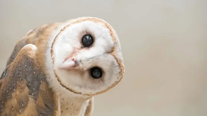 Chim cú bay vào nhà nên làm gì?