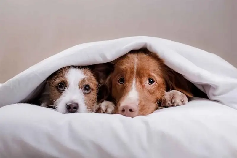 Nên làm gì khi chó tru ban đêm liên tục?