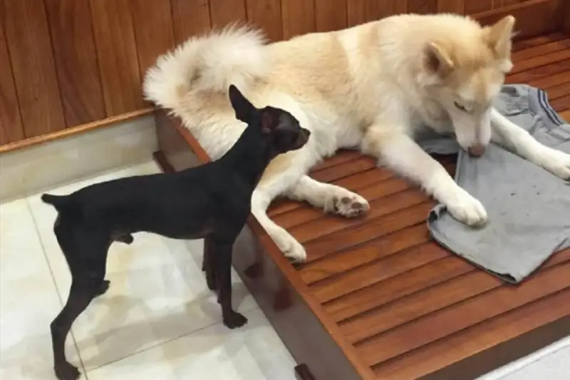 Chó vào nhà là điềm tốt hay xấu?