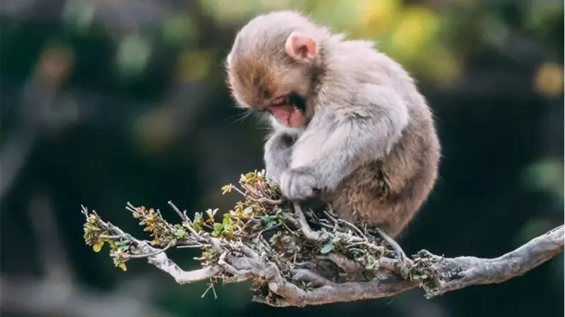 Con số hợp tuổi Thân có ý nghĩa gì trong phong thủy?