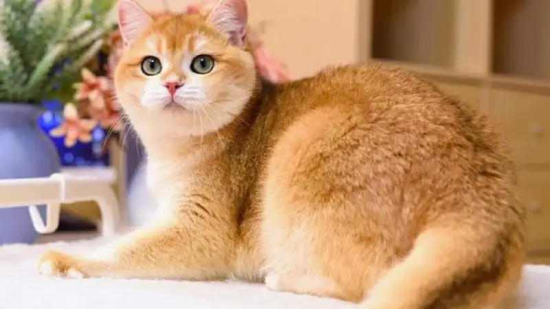 Mèo vàng, mèo trắng vào nhà có ý nghĩa gì?