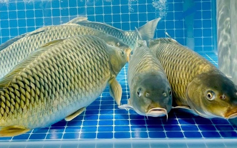 Giải mã giấc mơ thấy cá chép