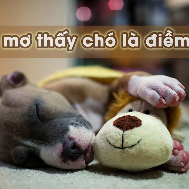 Mơ thấy chó đánh con gì bao ăn? Giải mã giấc mơ thấy chó