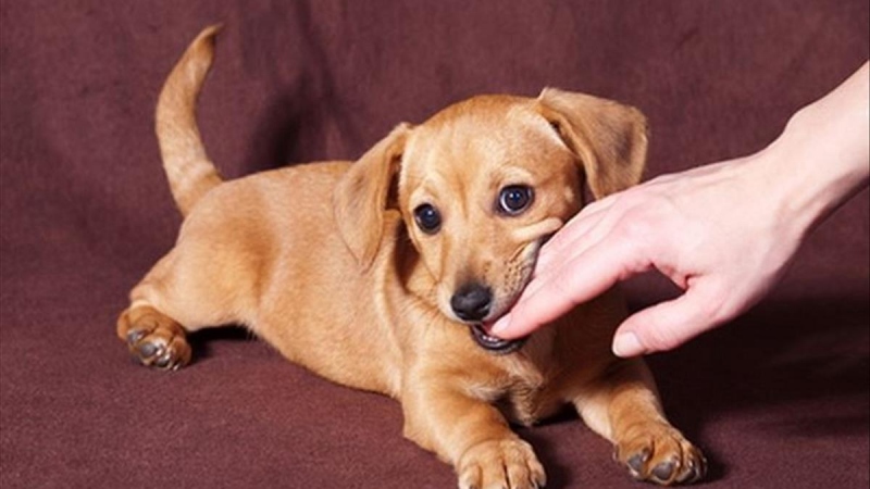 Mơ thấy chó là điềm gì? Giải mã giấc mơ thấy thịt chó