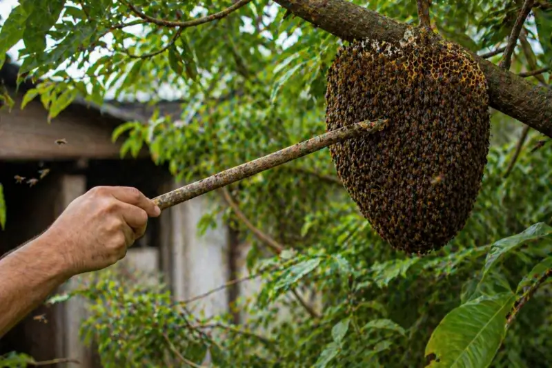 Có nên phá tổ ong khi ong làm tổ trong nhà không?