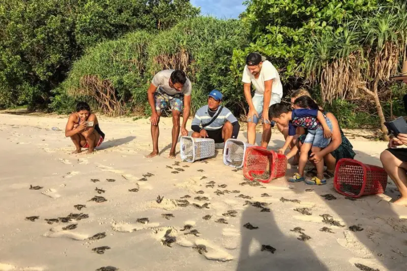 Gặp rùa vào nhà nên làm gì?