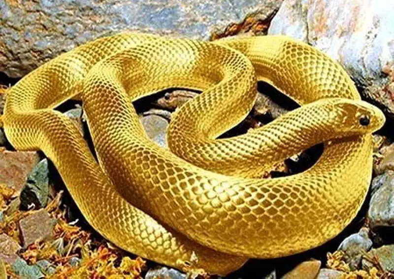 Người tuổi Tỵ nên tránh những con số nào?